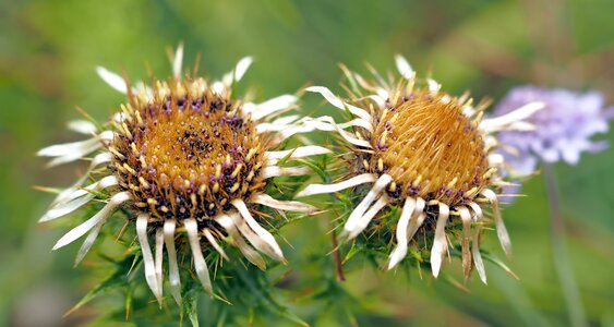 Thistle blossom bloom
