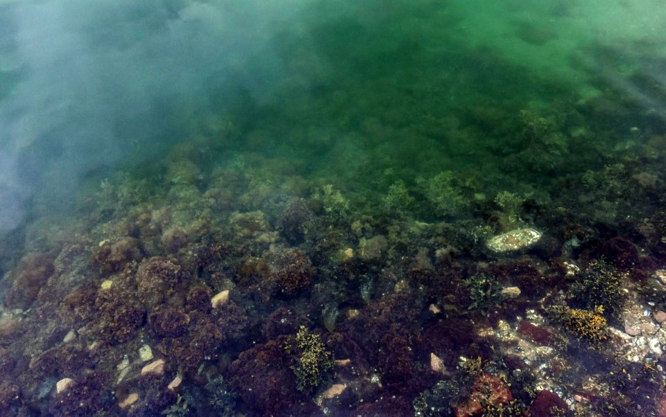 Underwater landscape in Brofjorden at Sandvik 7