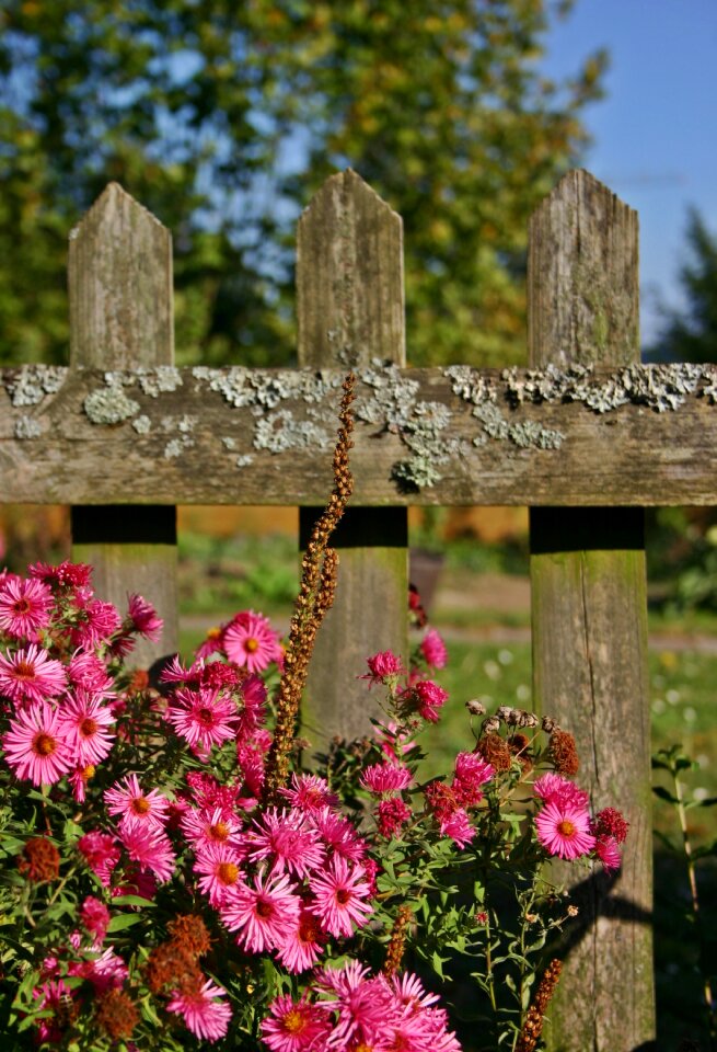 Autumn flower herbstaster flower