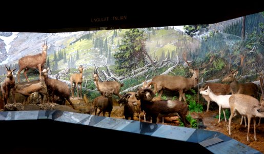 Ungulati Italiani (diorama) - Museo Civico di Storia Naturale Giacomo Doria - Genoa, Italy - DSC02892