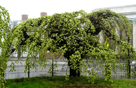Ulmus glabra 'Camperdownii' - Eisenhower Park - Newport, Rhode Island - DSC03976