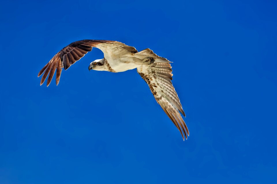 A sharp eye blue sky widi islands