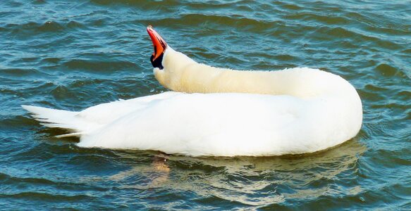 Swans water bird bird