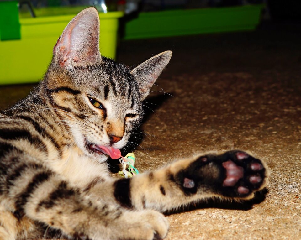 Domestic cat animal sweet