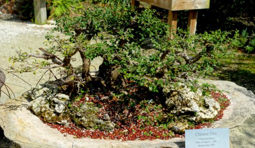 Ulmus parvifolia - Morikami Museum and Japanese Gardens - Palm Beach County, Florida - DSC03484