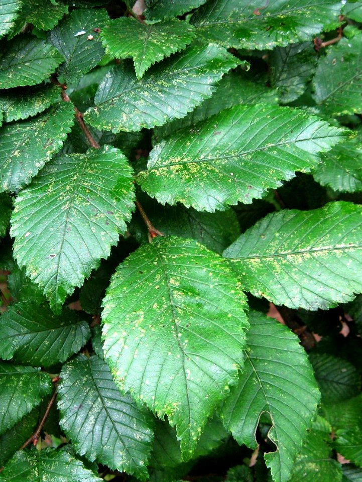 Ulmus x hollandica (unknown cultivar). Woodvale Crematorium, Lewes Road, Brighton (1)