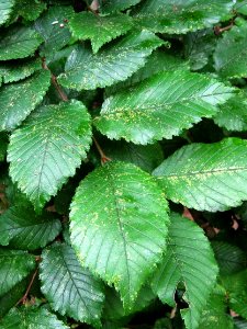 Ulmus x hollandica (unknown cultivar). Woodvale Crematorium, Lewes Road, Brighton (1)