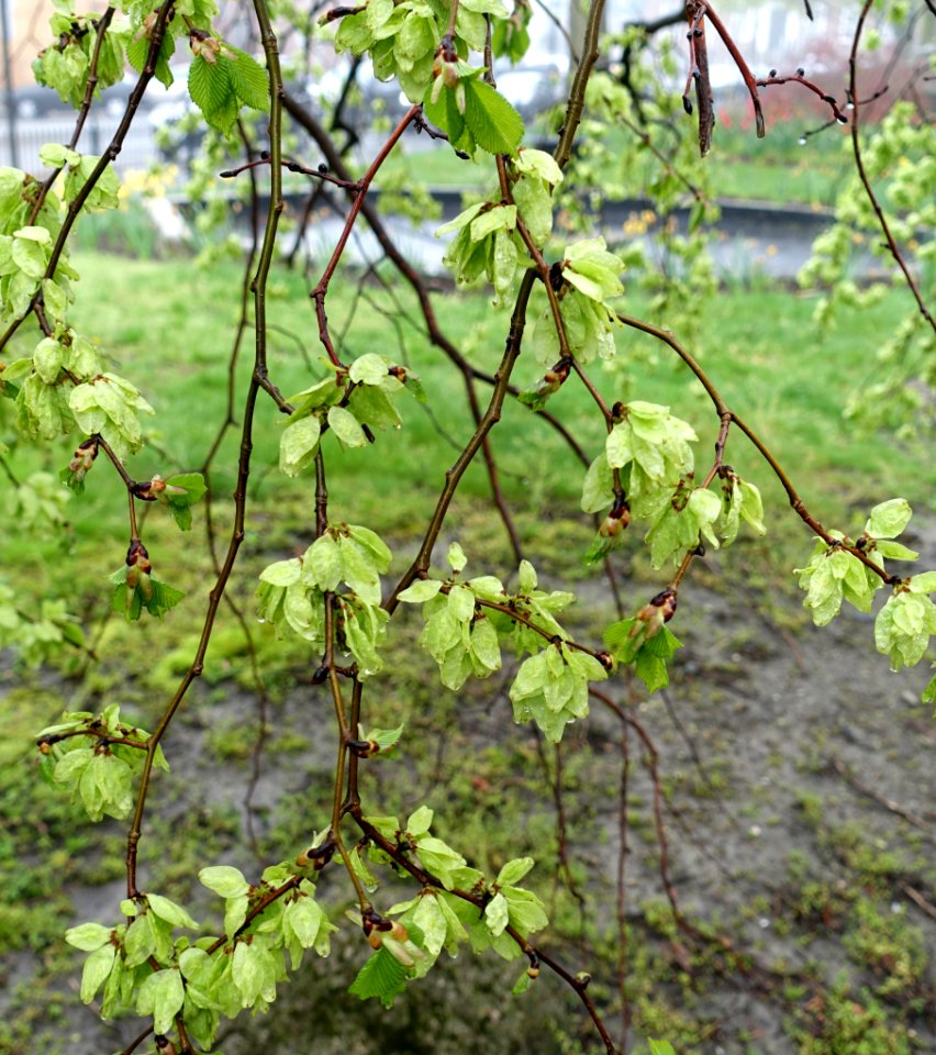 Ulmus glabra 'Camperdownii' - Eisenhower Park - Newport, Rhode Island - DSC03974