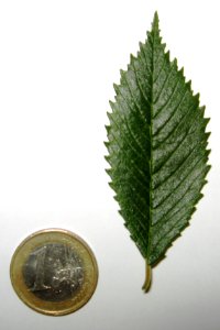 Ulmus 'Rebella' leaf