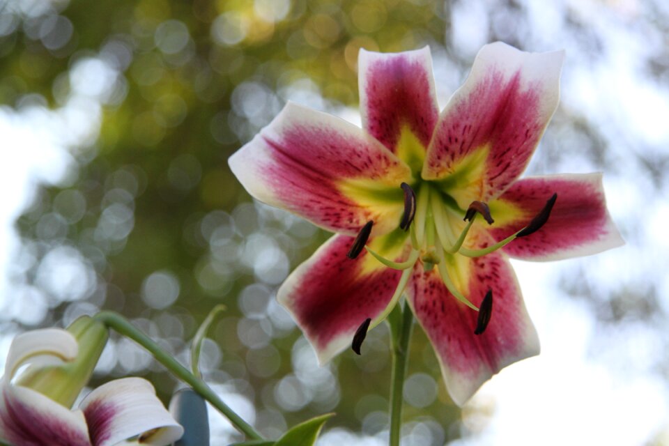 Day lily lily flower photo