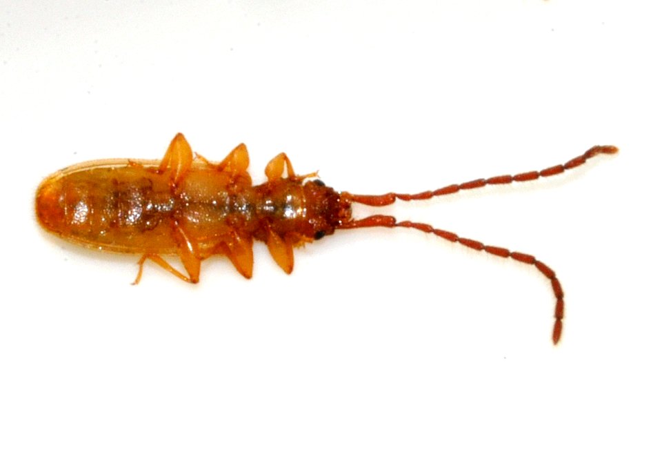 Uleiota-planata-09-fws