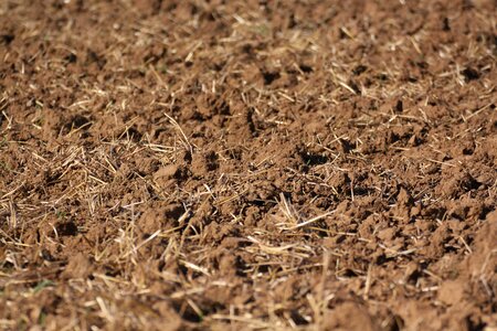Stubble harvested dirt
