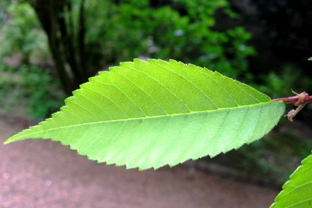 Ulmus lamellosa (botanische tuin kerkrade) leaf
