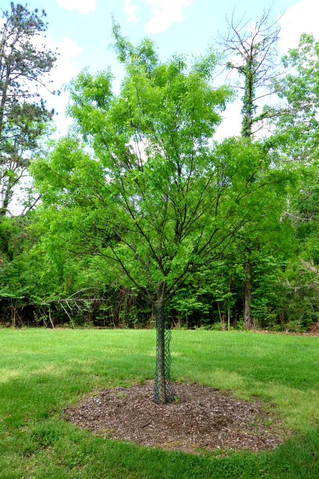 Ulmus parvifolia - Mount Airy Arboretum - DSC03834