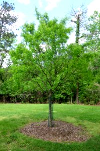 Ulmus parvifolia - Mount Airy Arboretum - DSC03834