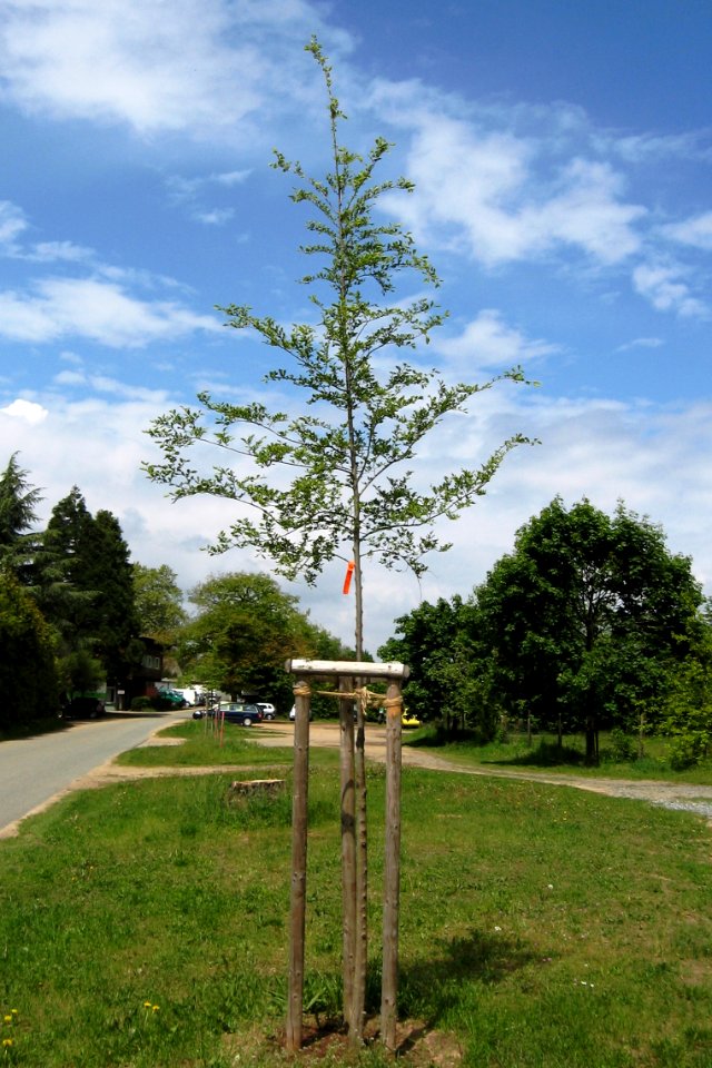 Ulmus Rebella