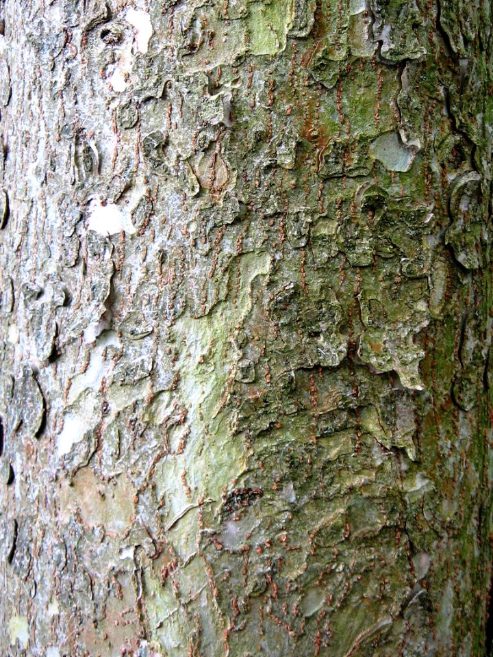 Ulmus lamellosa (botanische tuin kerkrade) bark