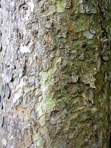 Ulmus lamellosa (botanische tuin kerkrade) bark