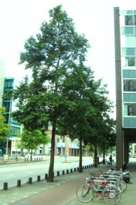 Ulmus Amsterdam (weesperstraat amsterdam) 1