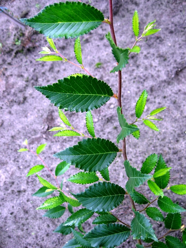 Ulmus Rebella foliage, summer