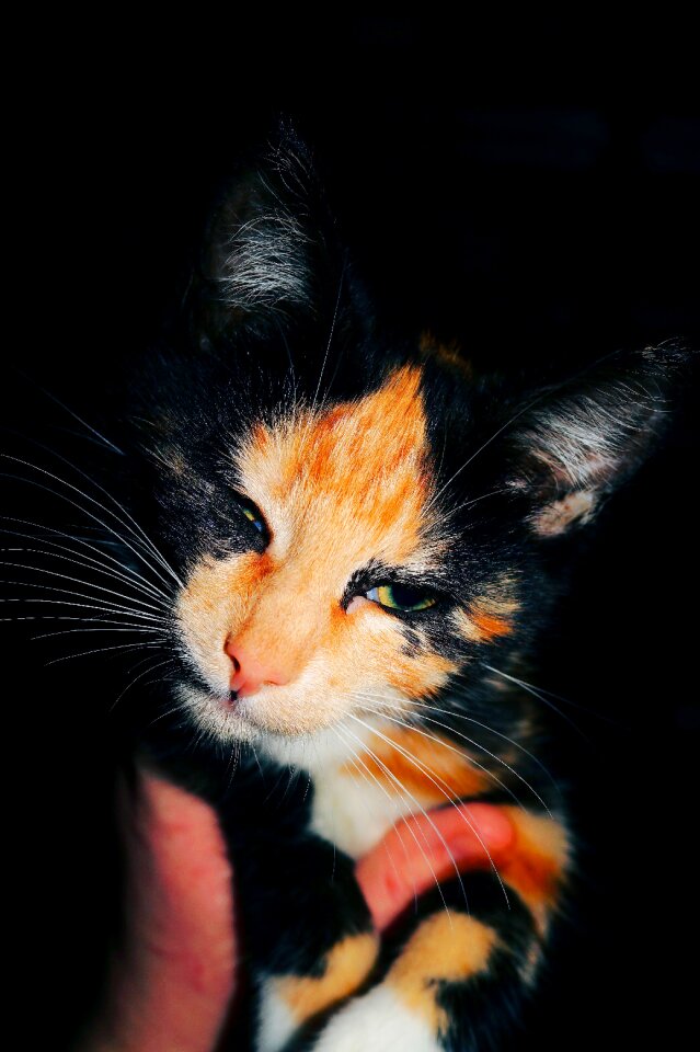 Kitten mackerel pet