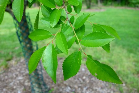 Ulmus parvifolia - Mount Airy Arboretum - DSC03835