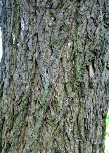 Ulmus thomasii (meisse) bark
