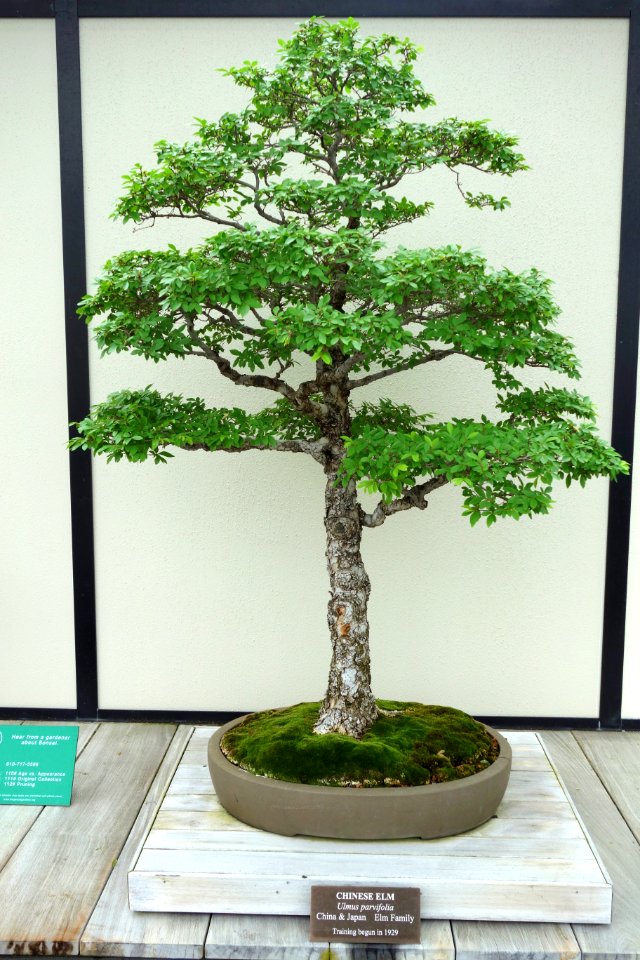 Ulmus parvifolia bonsai - Longwood Gardens - DSC01263