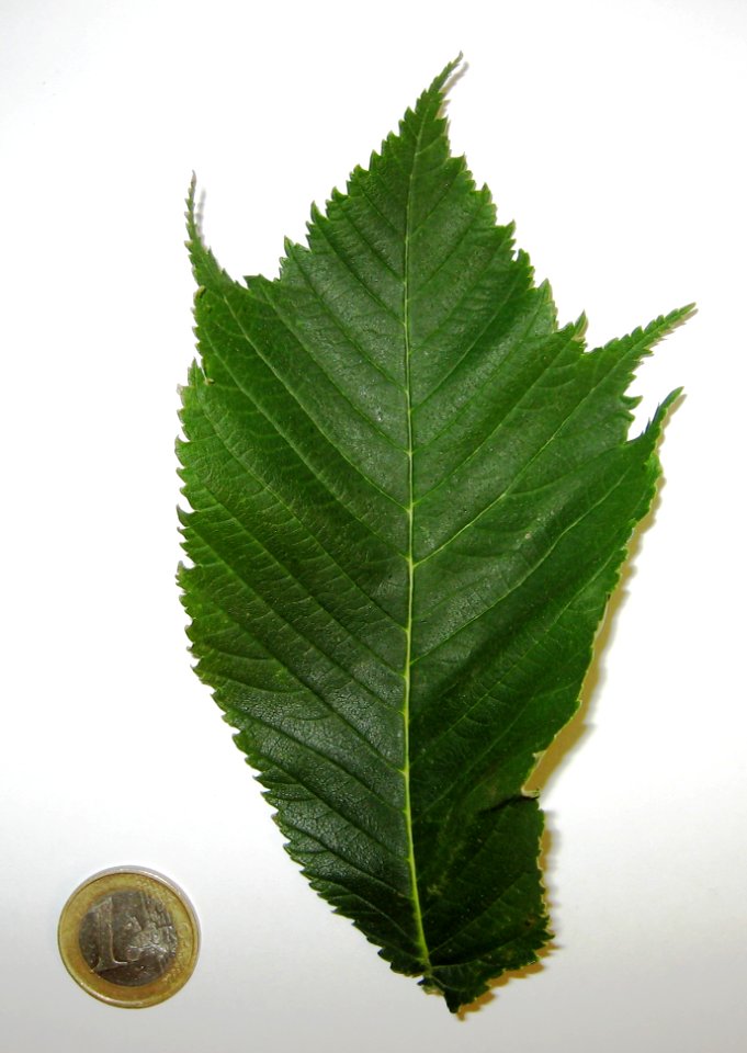 Ulmus glabra 'Cornuta' leaf