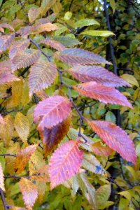 Ulmus Rebella foliage, autumn
