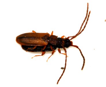 Uleiota-planata-16-fws