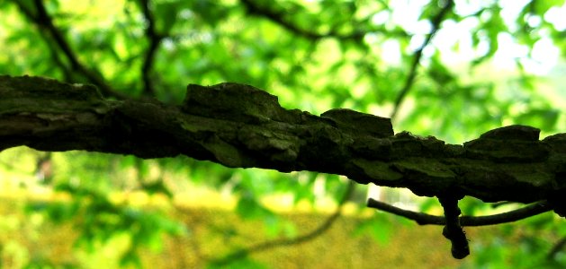 Ulmus thomasii (meisse) corky wings
