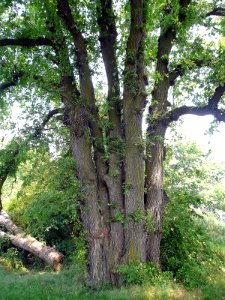 Ulme Obertheres, 1