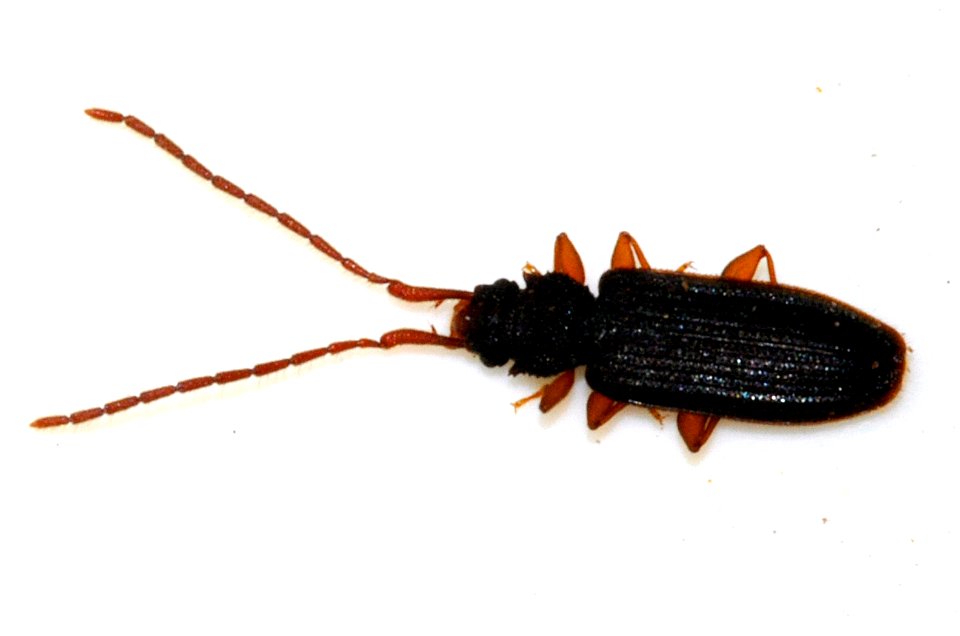 Uleiota-planata-04-fws