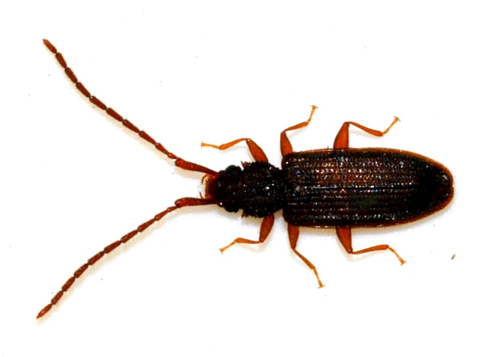 Uleiota-planata-03-fws