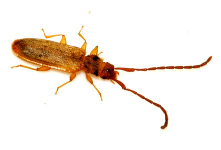Uleiota-planata-08-fws