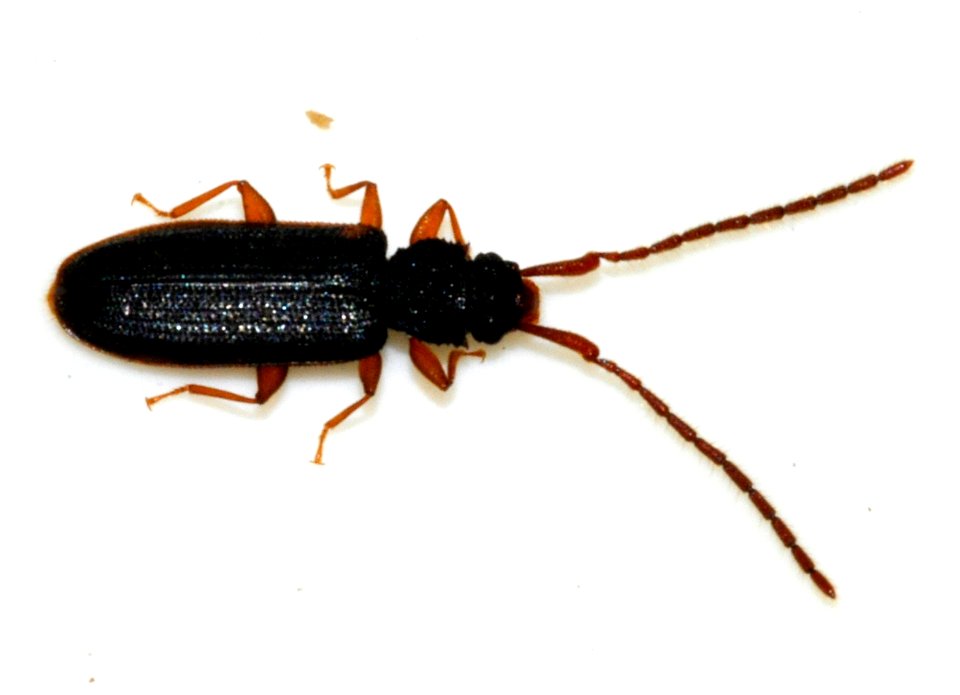 Uleiota-planata-14-fws