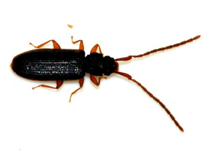 Uleiota-planata-14-fws