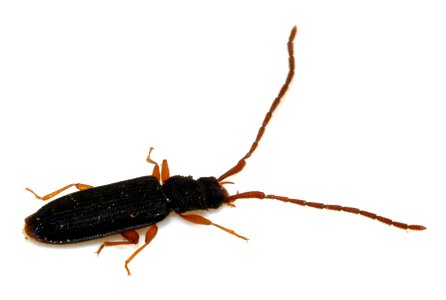 Uleiota-planata-07-fws