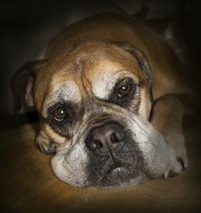 Dog pet old
