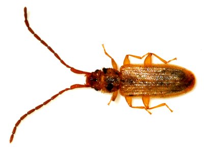 Uleiota-planata-13-fws