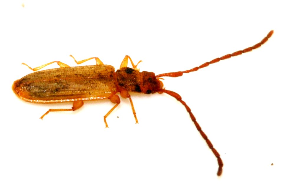 Uleiota-planata-12-fws
