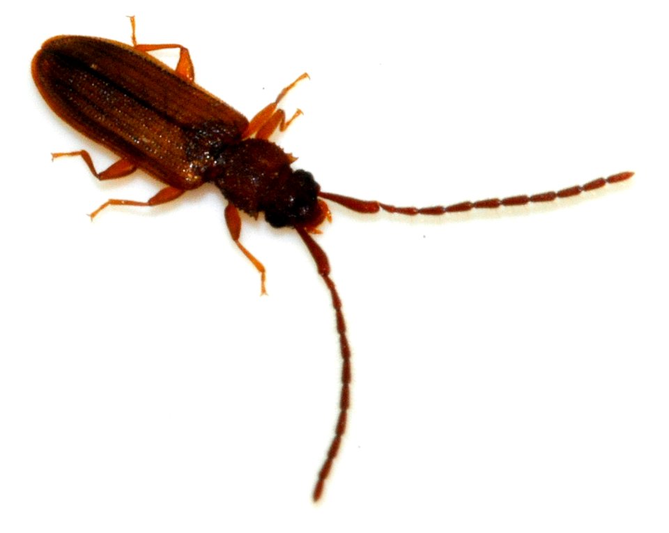 Uleiota-planata-15-fws