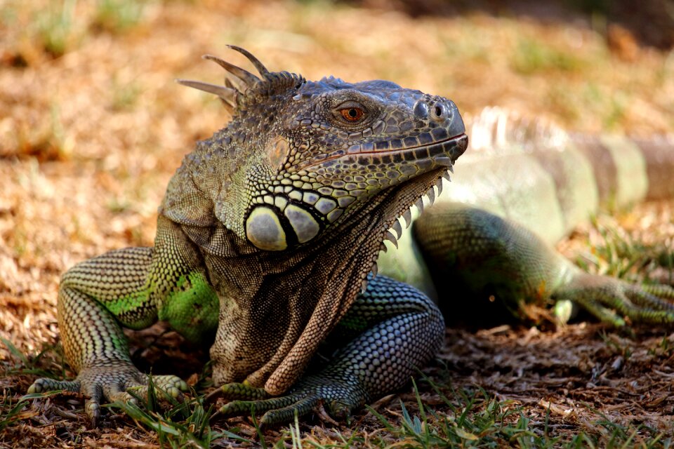 Reptiles animals nature