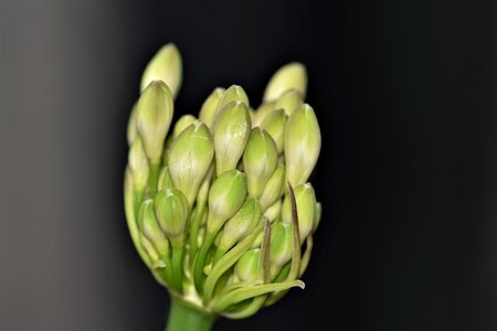 Bloom plant lily photo