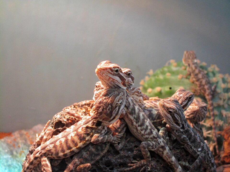 Creature zoo exotic