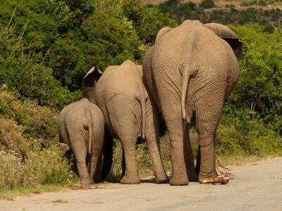 South africa rear view national park