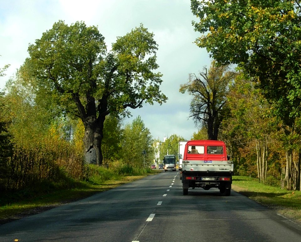 Ulica Toruńska dąb Bartek Bydg 2012