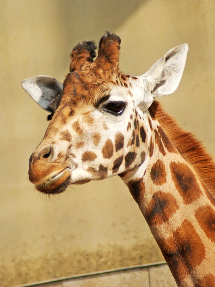Zoo safari zoo animals