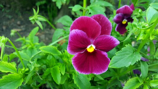 Red pansy pansies garden pansy photo